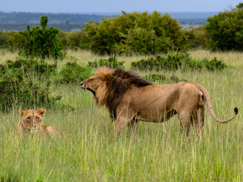 Male lion roaring next to a lioness lying int he grass of the plains in Mara Conservancies