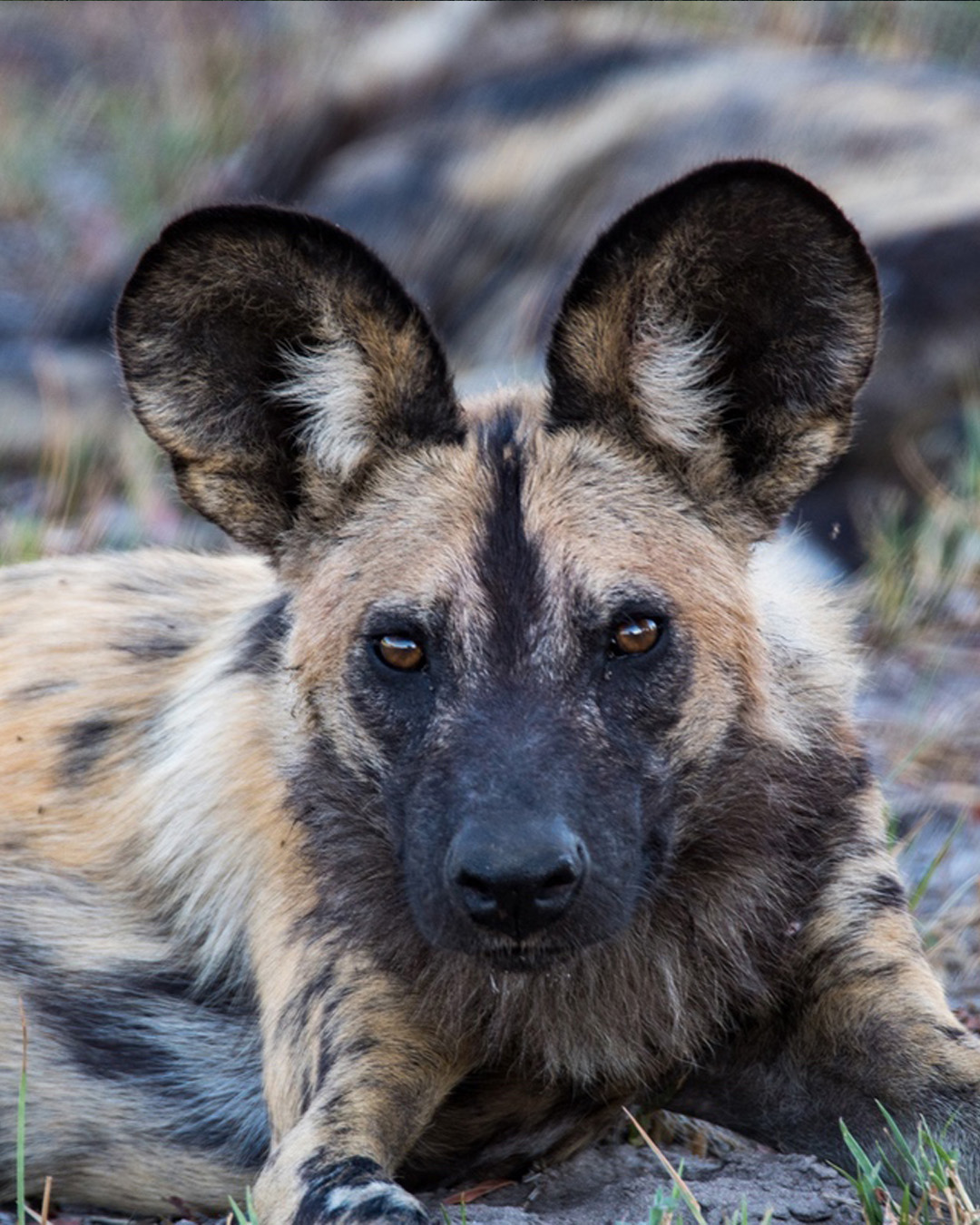 Wild Dog looking at the camera, lying on the floor in Linyanti