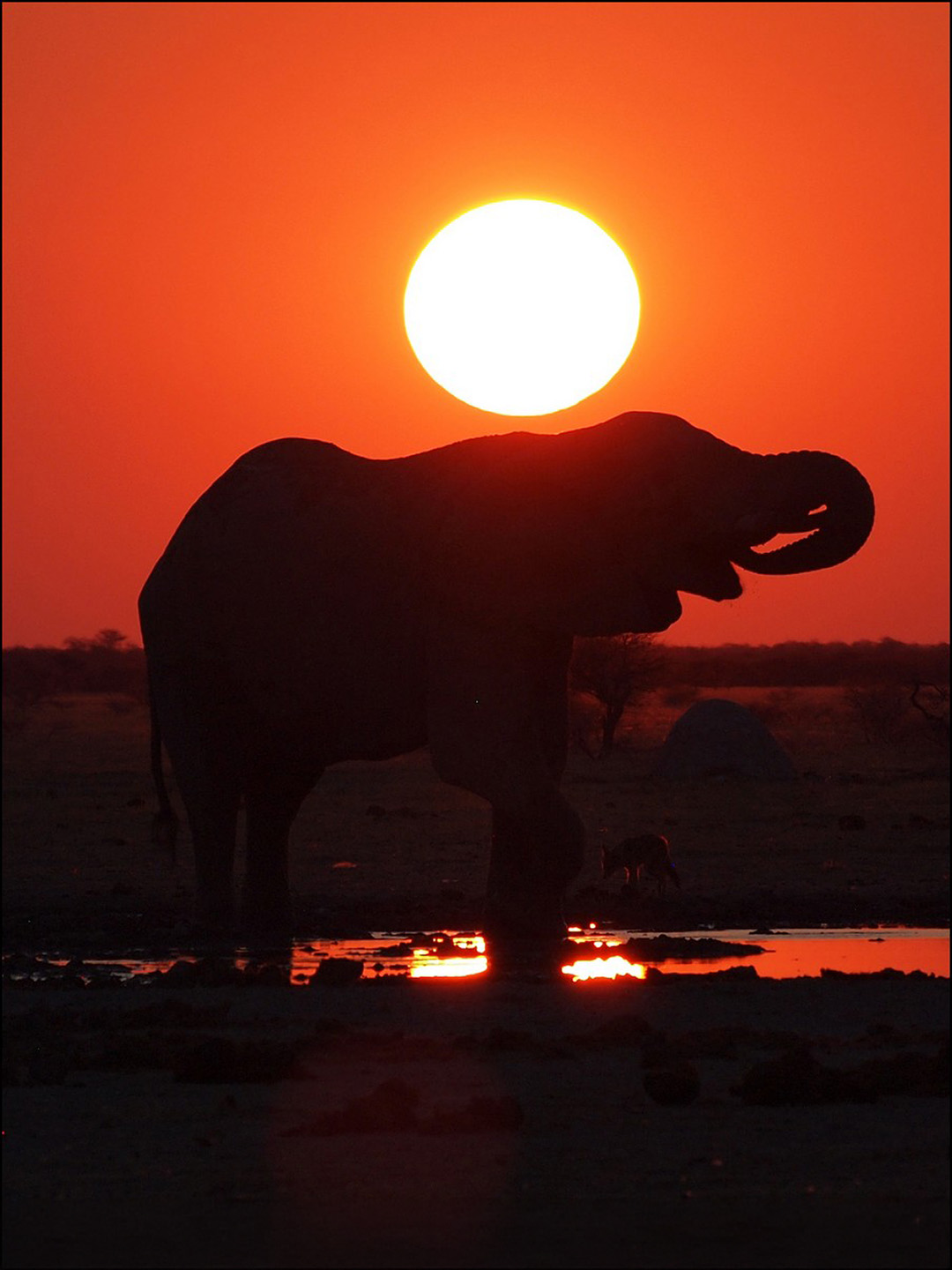 An elephant that is silhouetted by a red sky at dusk in Botswana