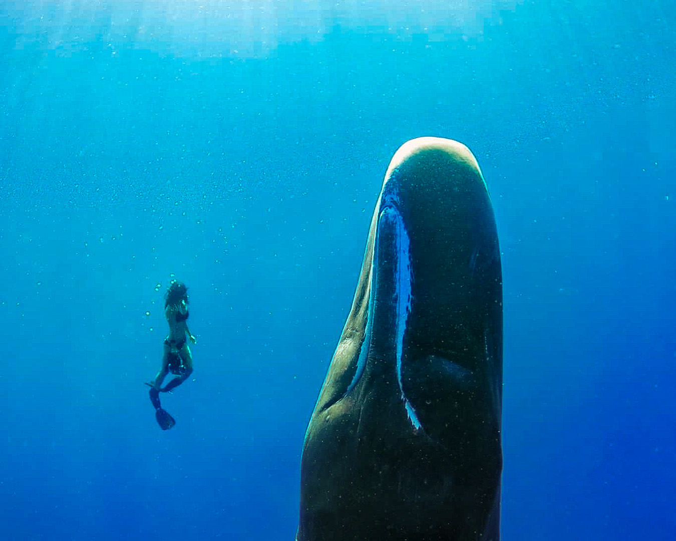 Sperm whales are the largest toothed whale as well as largest predator on earth as indicated here with a freediver next to a sperm whale.