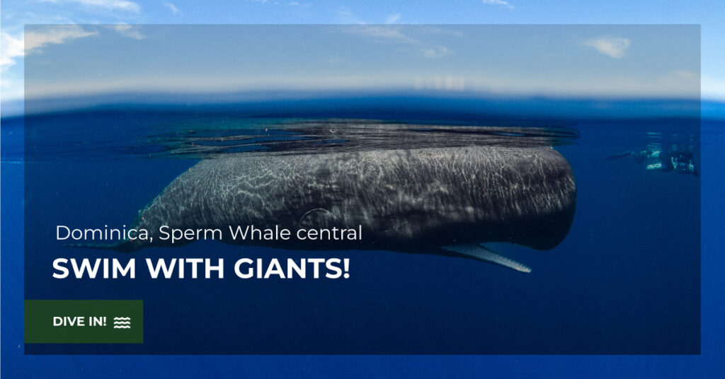 Swim with Sperm Whales in Dominica with Indigo Safaris.
