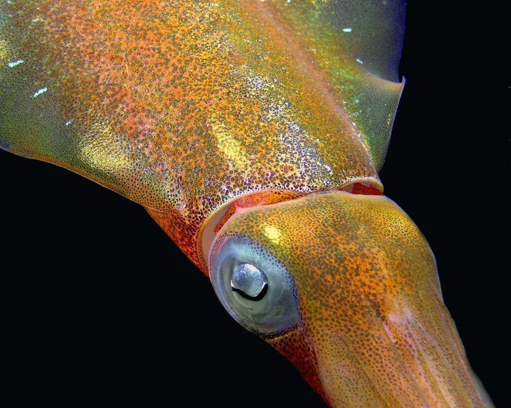 Close up of a Caribbean Reef Squid in Dominica surrounded by dark water.