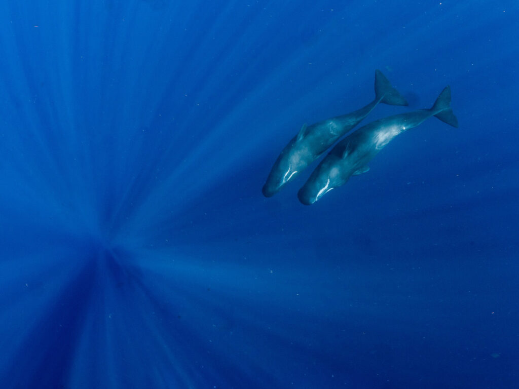Sperm Whales diving tot he depths to hunt.