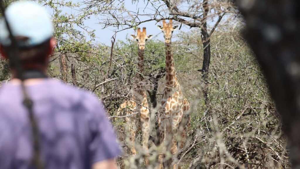 Guest observing a giraffe in Loziba Game Reserve, Kwazulu Natal on a conservation safari.