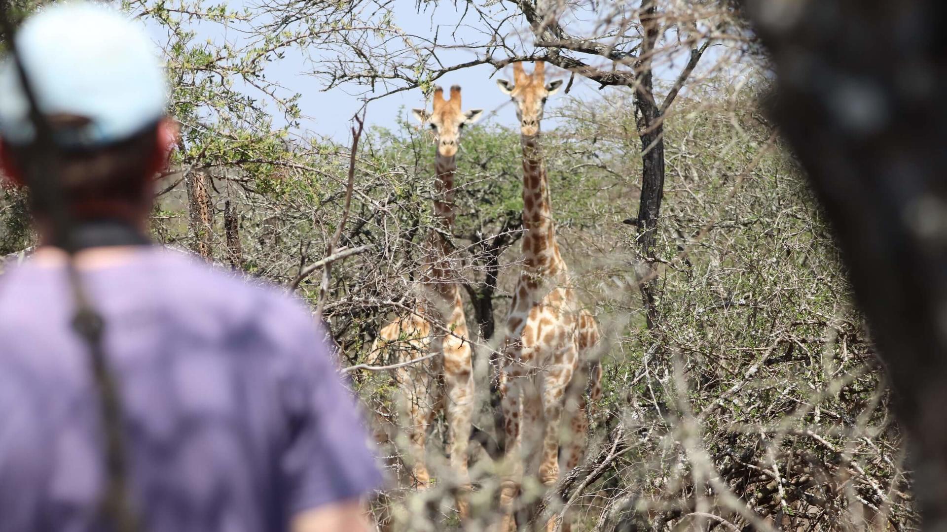 Guest observing a giraffe in Loziba Game Reserve, Kwazulu Natal on a conservation safari.