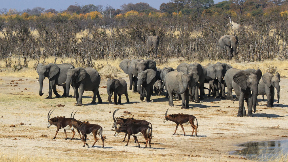 Imvelo Safari lodge scenery with animals that can be experienced on a Conservation Safari in Zimbabwe