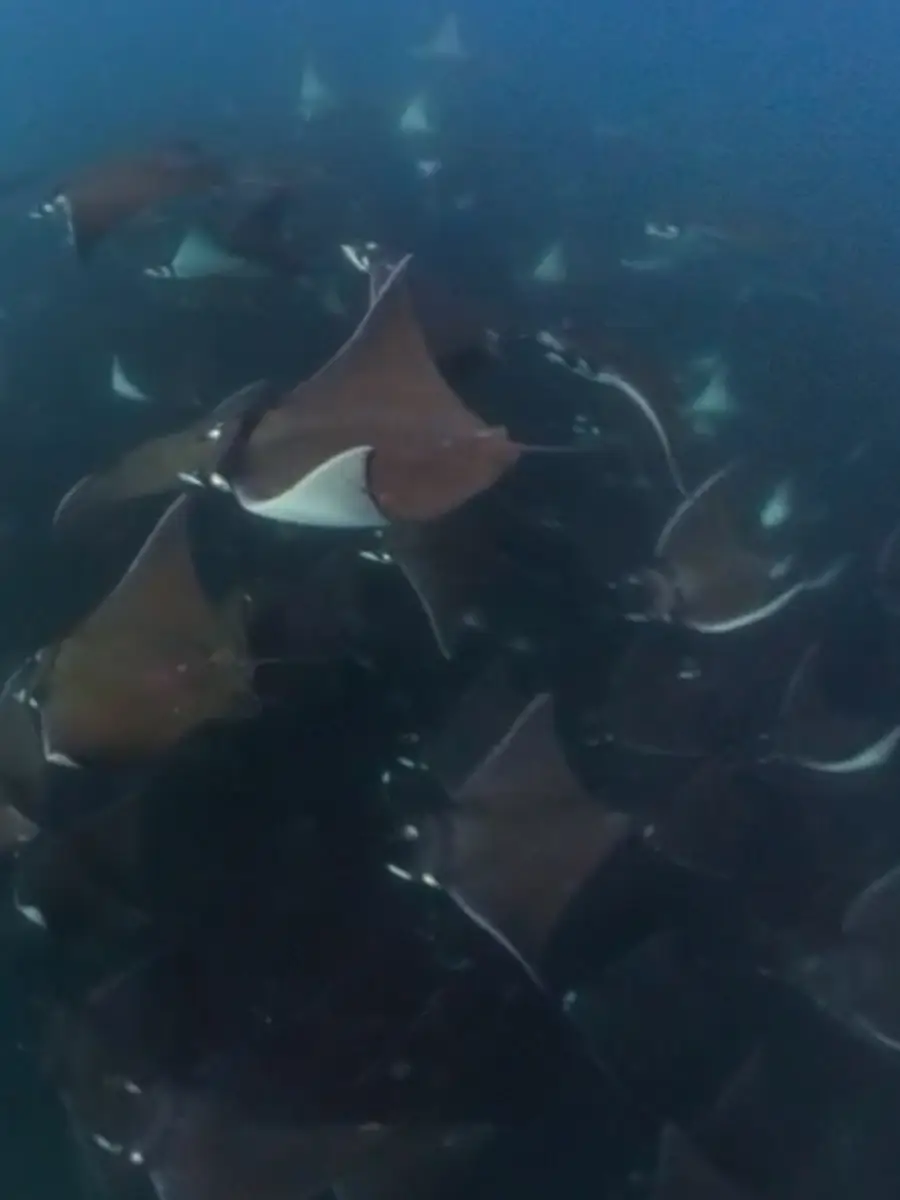 Hundreds of pygmy mobulas (devil rays) surround the divers.